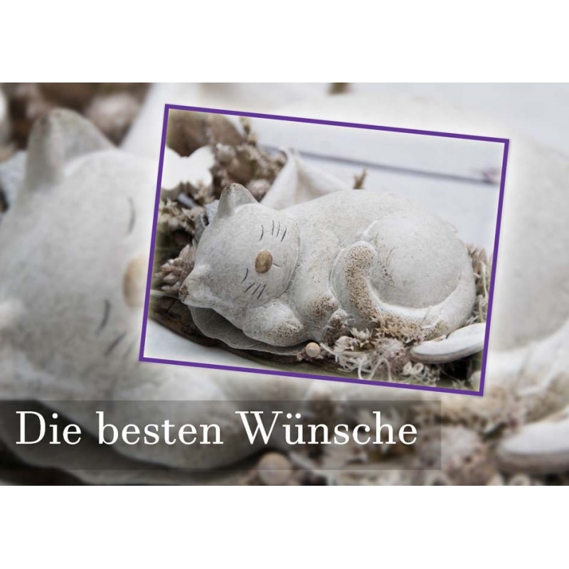 Besten Wünsche Katze