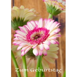 Geburtstag Gerbera