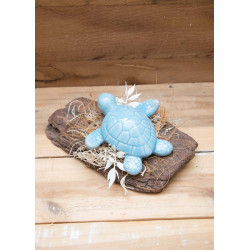 blaue Schildkröte auf Schwemmholz