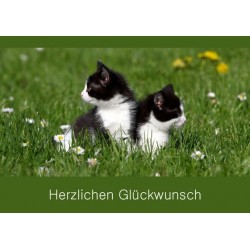 Herzlichen Glückwunsch zwei Katzen