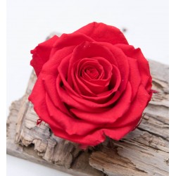 stabilisierte Rose XL rot
