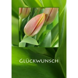 Tulpen Glückwunsch