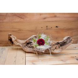 Schwemmholz Rose im Nest