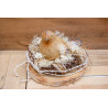 Vogel im Nest