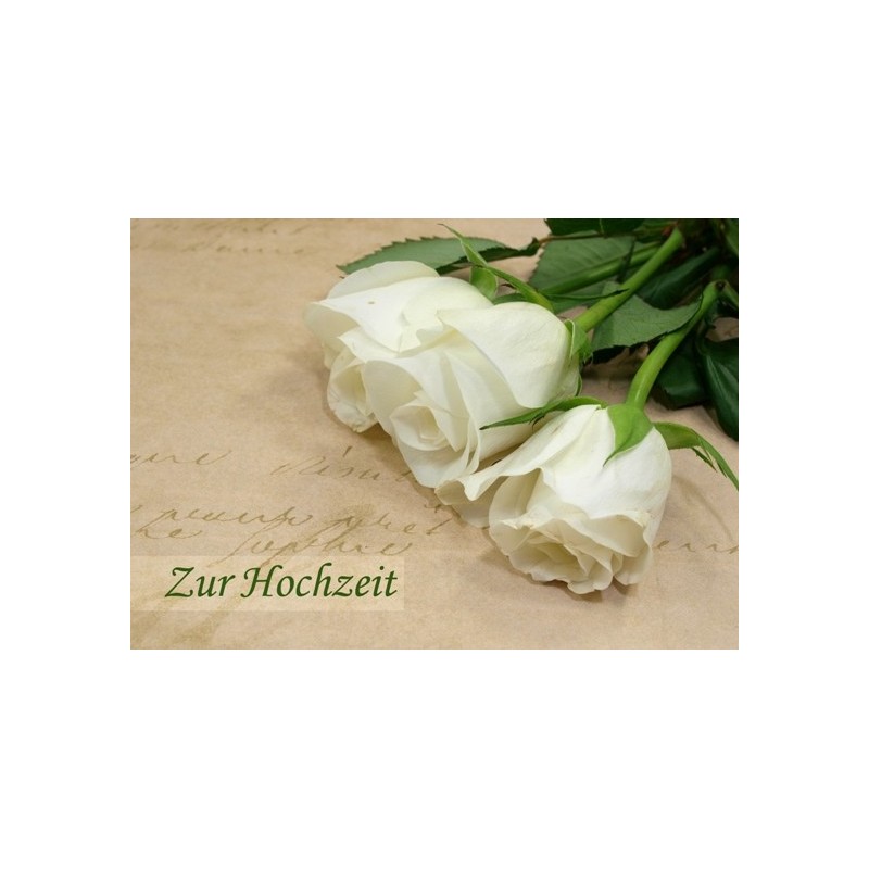 Zur Hochzeit weisse Rosen