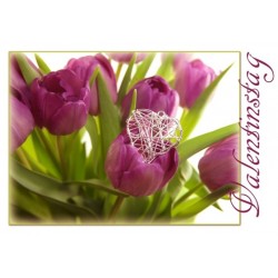 Valentinstag Tulpe violett