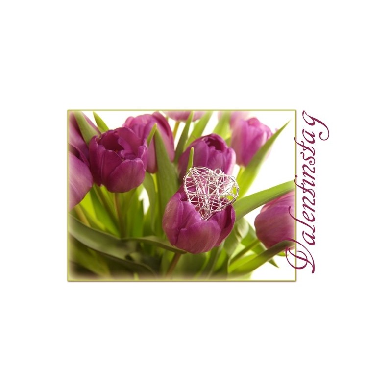 Valentinstag Tulpe violett